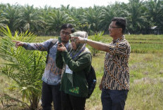 BPS Catat Tren Positif PDRB 2023-2025, Pertumbuhan Ekonomi Kaur Stabil