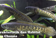 Julukan Predator, Yuk Kenal Lebih Dekat dengan Karakteristik dan Habitat Ikan Channa, Tertarik Memeliharanya?