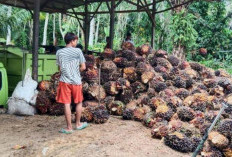 Harga TBS Sawit di Bengkulu Terus  Turun, Ini Harga yang Dirilis