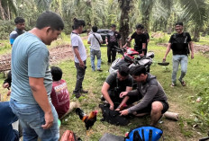 Jaga Kamtibmas, Polres Kaur Gerebek   Judi Sabung Ayam dan Dadu di Sini