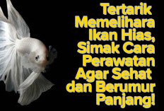 Tertarik Memelihara Ikan Hias, Simak Cara Perawatan Agar Sehat dan Berumur Panjang!