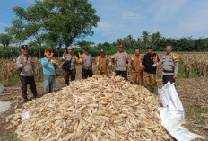 Dukung Asta Cita Presiden Prabowo, Polres Bengkulu Selatan Hadiri Panen Raya Jagung