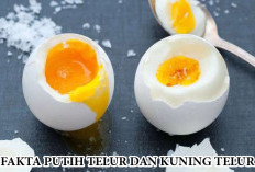 Fakta Tentang Putih Telur dan Kuning Telur, Mana yang Lebih Sehat untuk Dikonsumsi?