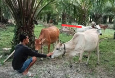 Dikasih Makan Lalu Sapi Dicuri, Toke Kerbau Asal BS Diamankan