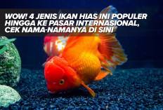 WOW! 4 Jenis Ikan Hias Ini Populer Hingga ke Pasar Internasional, Cek Nama-namanya di Sini