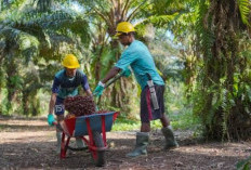 Penyaluran KUR Bank Bengkulu Tembus Rp 1,86 Triliun, Sektor Ini Jadi Penyerap Terbesar!