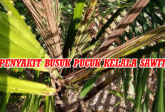 Jangan Cemas! Ini Cara Penanganan   Penyakit Kelapa Sawit Busuk Pucuk