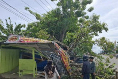 Cuaca Ekstrem, Pohon Kedondong Hantam Warung! Nelayan Ngeluh