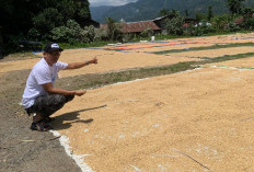 Bulog Begkulu Hargai Gabah Kering Rp 6.500 per KG dan Siap Serap Gabah Demi Lindungi Petani 