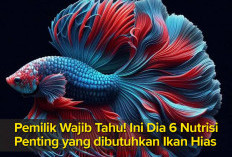 Pemilik Wajib Tahu! Ini Dia 6 Nutrisi Penting yang dibutuhkan Ikan Hias