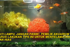 Mati Lampu, Jangan Panik!  Pemilik Akuarium Harus Lakukan Tips Ini Untuk Menyelamatkan Ikan Hias