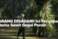 JARANG DISADARI! Ini Penyebab Utama Sawit Gagal Panen