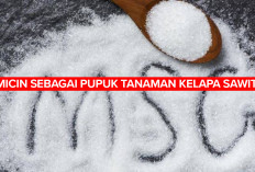 ANEH! Kenapa Micin Bagus untuk Pupuk Tanaman Kelapa Sawit, Ini Penjelasannya