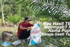 Mau Hasil TBS Melimpah? Ini Nama Pupuk Kelapa Sawit Tepat