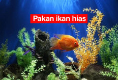 Dijamin Lebih Hemat! Simak Cara Pembuatan Pakan Hias Sendiri, Bisa Dilakukan di Rumah Loh