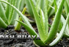 Lidah Buaya, Obat Tradisional yang Terbukti Efektif Memutihkan Kulit