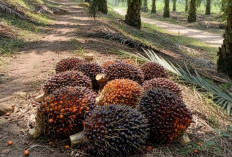 Buruan Lamar! Lowongan Kerja Industri Kelapa Sawit, di PT Astra Agro Lestari Daftar di Sini
