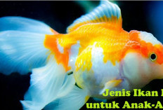 6 Jenis Ikan hias Ini Cocok dipelihara Anak-Anak, Yuk Intip di Sini untuk Tahu Nama-Namanya!