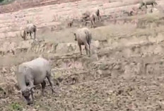 Tidak Dikandangkan Pemiliknya, Kerbau Merusak Sawah Petani Pelajaran 1