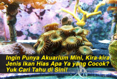 Ingin Punya Akuarium Mini, Kira-kira Jenis Ikan Hias Apa Ya yang Cocok? Yuk Cari Tahu di Sini!