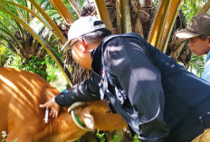 Wabah Penyakit Ngorok Kembali Serang Sapi di Bengkulu Selatan, Dalam Sepekan Segini Matinya!