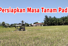 Masa Tanam Petani Hamparan Sawah Paye Kaur Molor, Ini Sebabnya 