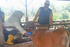 Jelang Idul Adha, Segini Hewan Kurban Siap Disembelih di Bengkulu Selatan, Aman dan Sehat