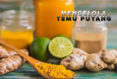 Obat Sakti Para Leluhur, Temu Puyang Mengandung Nutrisi Senyawa Aktif Zerumbone, Ampuh Melawan Sel Kanker