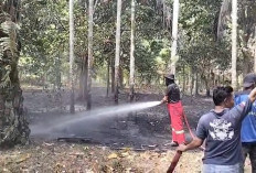 Selama Kemarau, Telah Terjadi Kebakaran   Lahan di Tiga Titik, Damkar: Waspada Api 