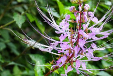 Dokter juga Mengakuinya! Tanaman Obat Kumis Kucing Baik untuk Pernafasan dan Ginjal