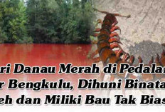 Misteri Danau Merah di Pedalaman Kaur Bengkulu, Dihuni Binatang Aneh dan Miliki Bau Tak Biasa