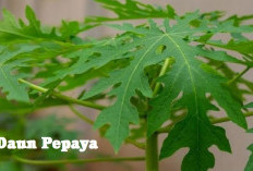 Manfaat Daun Pepaya Untuk Kesehatan Tubuh, Apa Saja Ya? Simak Informasi Ini! 