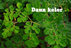 13 Manfaat Daun Kelor untuk Kesehatan Bikin Terkejut, Salah Satunya Bikin Pria Bangga Loh! 