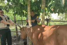 Terima Laporan Sejumlah Peternak Soal Penyakit, Pemdes Bakal Kirim Surat ke Dinas Pertanian 