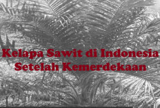 Kelapa Sawit di Indonesia Setelah Kemerdekaan, 5 Tahun Masih Dikuasai Asing, Simak Sebabnya