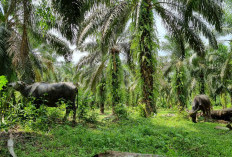 Pemkab Bengkulu Selatan Mulai Awasi Ketat PKS, Dugaan Permainan Harga Sawit Jadi Sorotan