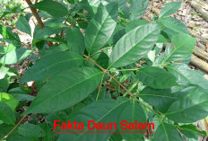 Fakta Daun Salam : Selamatkan Manusia dari Penyakit Kematian, Membantu Menurunkan Kadar Gula