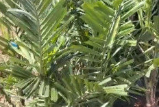 SE Bupati Diabaikan, Kades Tanjung Agung Rugi Puluhan Juta, 3 Ha Kelapa Sawitnya Dimakan Sapi