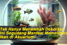 Tak Hanya Menambah Dekorasi, Ini Segudang Manfaat Memelihara Ikan di Akuarium!