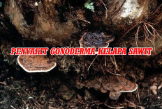 Kenali dan Kendalikan Ganoderma, Penyakit Kelapa Sawit yang Mematikan! 