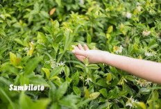 Penyakit Malaria Bisa Langsung Sembuh, Tanaman Pahit Manfaatnya Luar Biasa