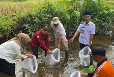 Restoking, Wabup Kaur Lepas 1.000 Ekor Ikan