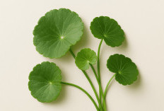 Memenangkan dan Hempas Jerawat, Ini Dia 5 Essence Dengan Kandungan Centella Asiatica! 