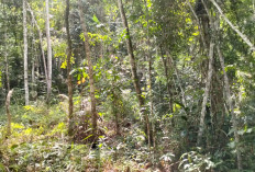 Auman dan Jejak Diduga Harimau Sumatera di Mukah, BKSDA Belum Turun, Petani Harap Waspada