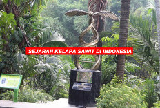 Sejarah Kelapa Sawit di Indonesia,   Awalnya Hanya 4 Biji 