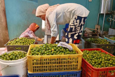 Pertamina  Patra Niaga Regional Sumbagsel Dorong Gusti Kalamansi Menjadi Rumah 65 UMKM Bengkulu 