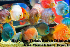 Jangan Lakukan 3 Hal Ini Jika Memelihara Ikan Hias! Nomor 3 Paling Sering Dilakukan