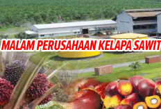 Mau Punya Perusahaan Kebun Sawit? Simak Cara Mudah dapat Perusahaan Kelapa Sawit