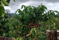 Camat Nasal Serius Kembangkan Potensi Kopi, Berikut Ini Langkah yang Dilakukan