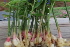 10 Tanaman Obat Herbal Bagus Dibudidayakan di Lingkungan Rumah, Berikut Ini Jenis -Jenisnya 